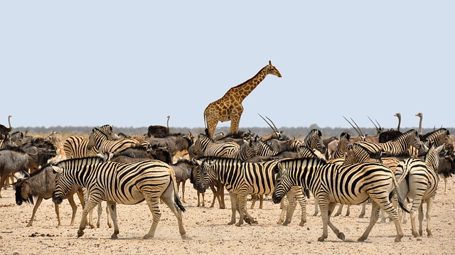 giraffe and zebras