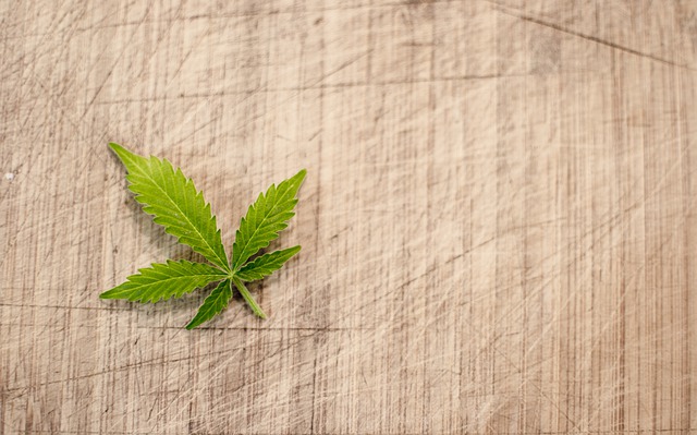 cannabis plant