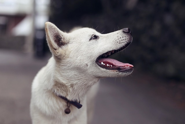 white dog