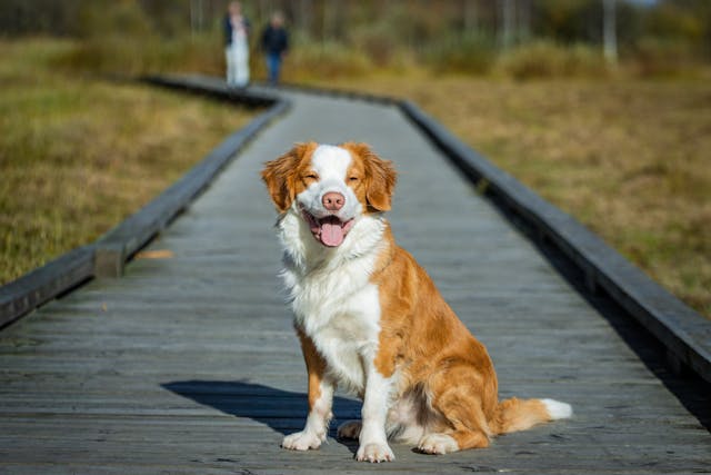 dog on the sidewalk