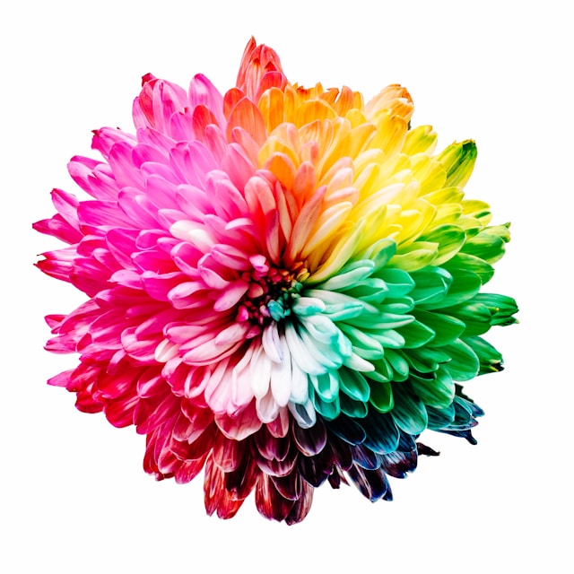 flower colorful