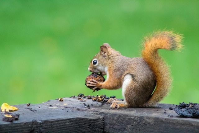 borwn squirrel eating nuts with green in background