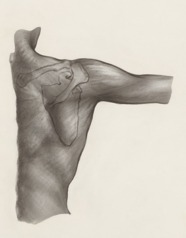 drawing of back shoulder and arm
