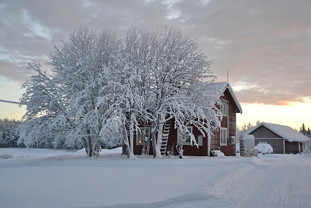 lapland tree covered in snow next to a small cottage