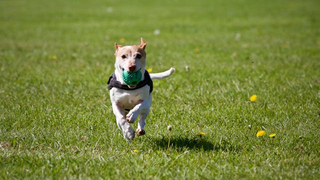 dog running on grass
