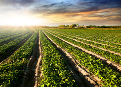 sunlight on a field on farm