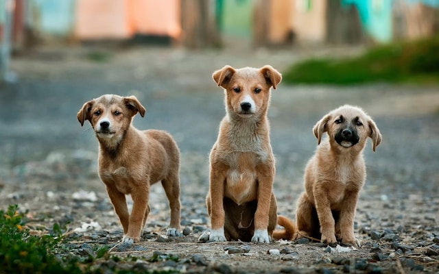 three dogs with light brown fur