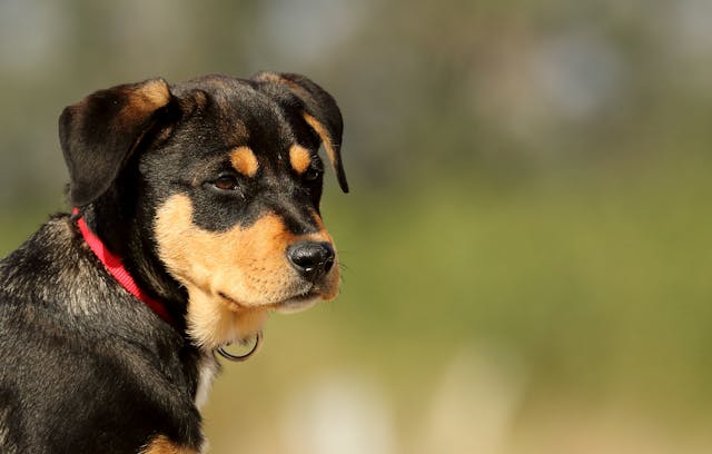 cute puppy