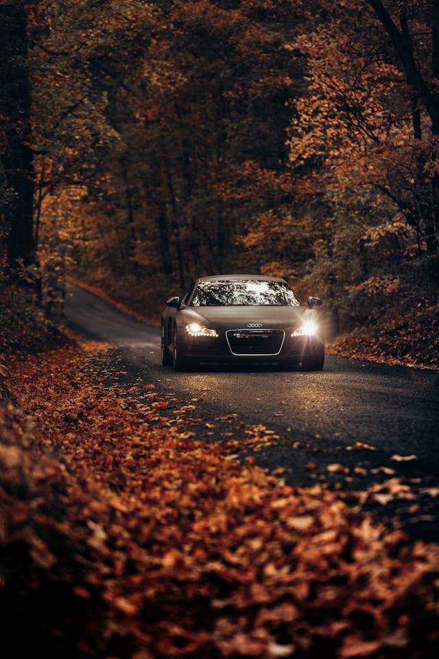 car on road surrounded by trees and leaves