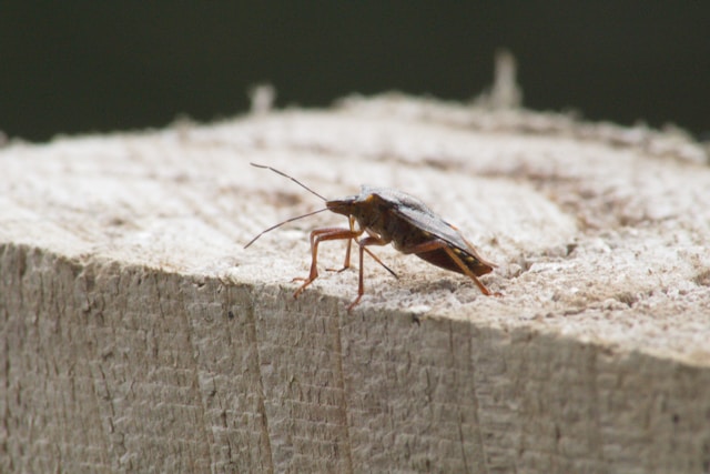 bug