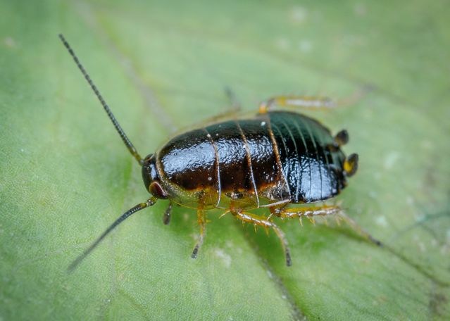bug on a leaf