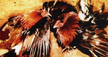 Movie Review: Cockfight