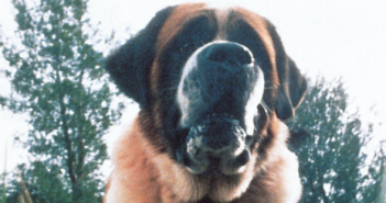Movie Review: Cujo