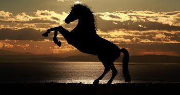 horse at sunset
