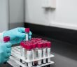 lab