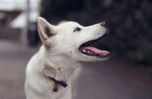 white dog