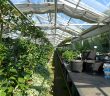greenhouse