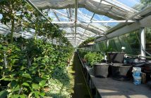 greenhouse