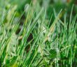 grass
