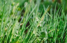 Controlling Aggressive Weeds with Expert Management grass