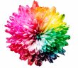 flower colorful