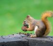 borwn squirrel eating nuts with green in background