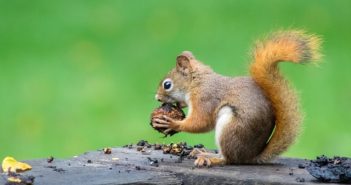 borwn squirrel eating nuts with green in background