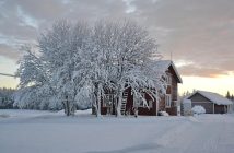 lapland tree covered in snow next to a small cottage