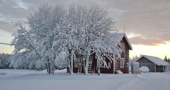 lapland tree covered in snow next to a small cottage