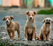 three dogs with light brown fur