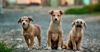 three dogs with light brown fur