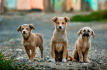 three light brown pupplies