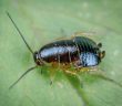 bug on a leaf