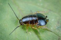 bug on a leaf