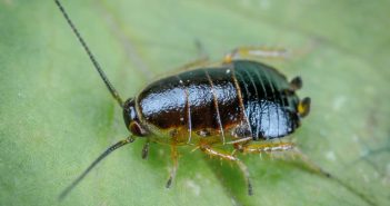 bug on a leaf