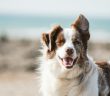brown and white dog