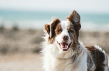 brown and white dog